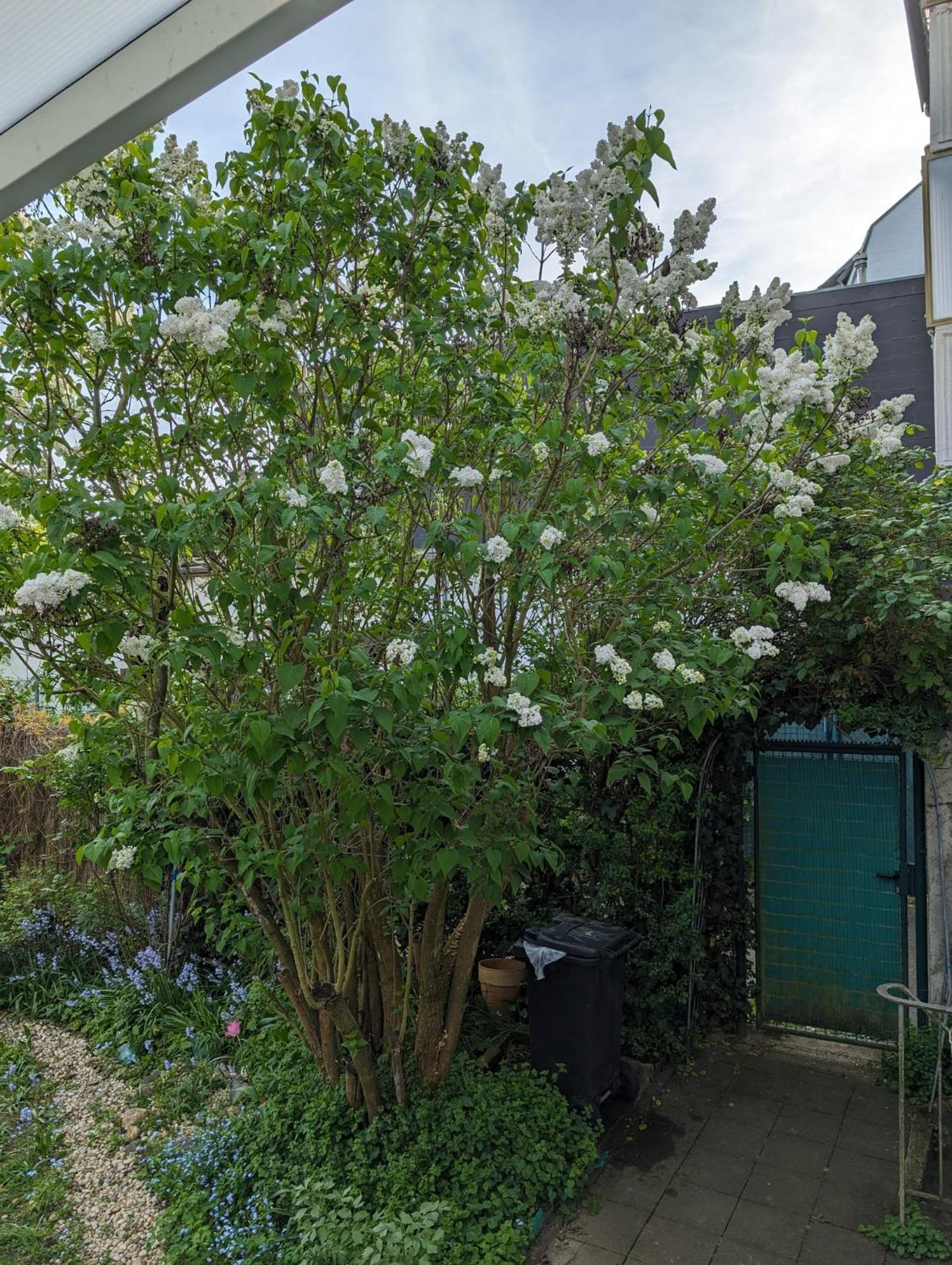 Apartment Juwel Im Zentrum Terrasse+garten 75m² Monchengladbach